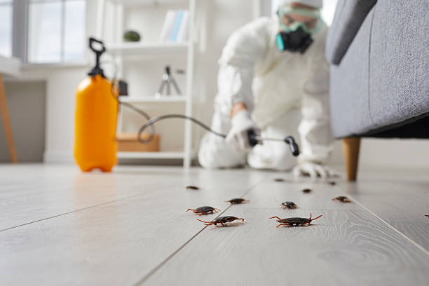 Post-Treatment Bed Bug Interceptor Monitoring in Mead